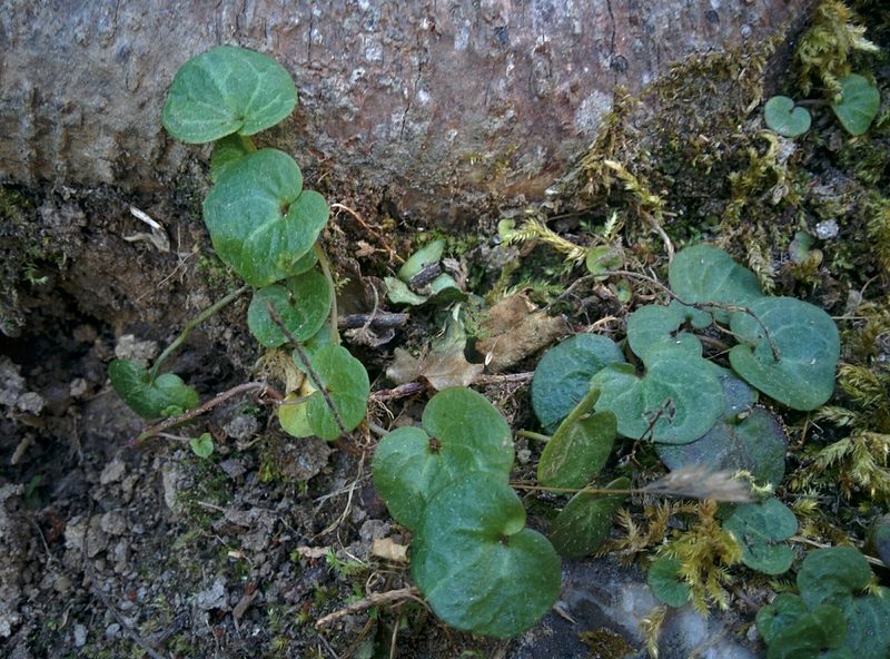 Cymbalaria hepaticifolia, photographed by Julien Renoult