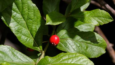 Vaccinium calycinum, photographed by Meghan Cassidy