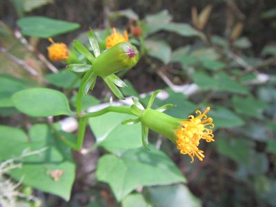 Senecio quinquelobus, photographed by douglaseustonbrown
