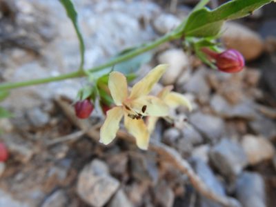 Tetraclea coulteri, photographed by Leticia Jiménez Hernández