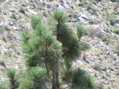 Pinus arizonica, photographed by Leticia Jiménez Hernández
