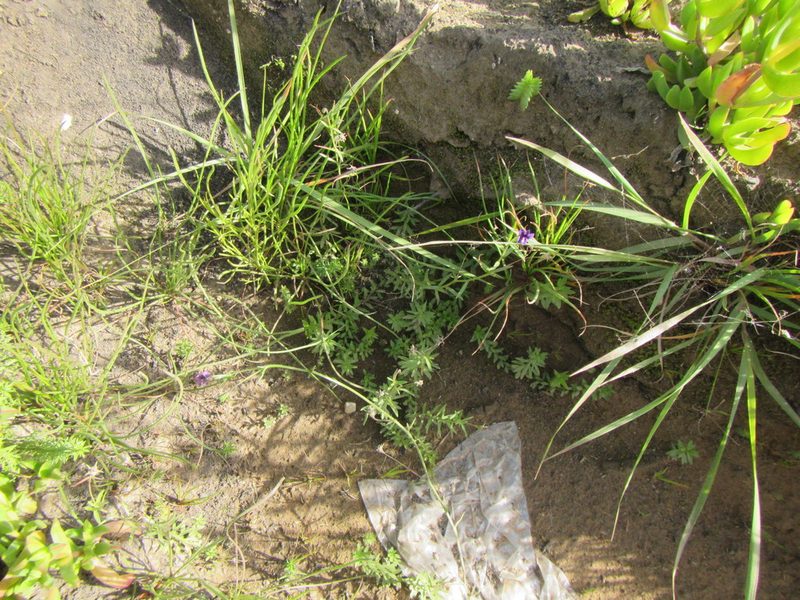 Monopsis simplex, photographed by douglaseustonbrown