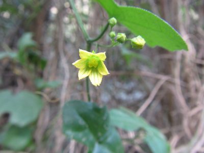 Kedrostis nana, photographed by douglaseustonbrown