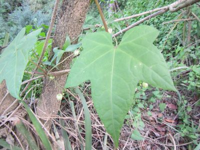 Ceratiosicyos laevis, photographed by douglaseustonbrown