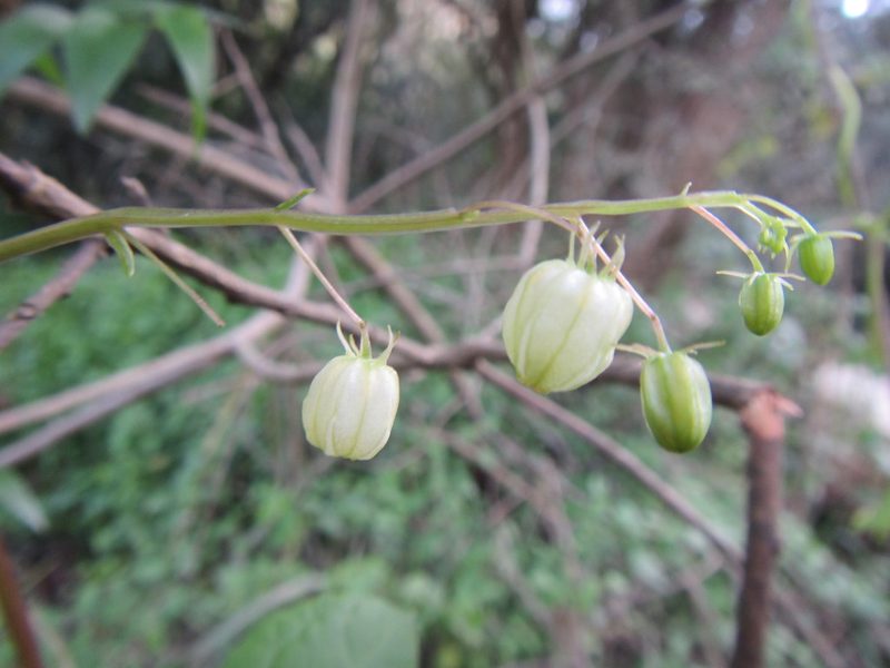 Ceratiosicyos laevis, photographed by douglaseustonbrown