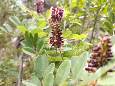 Amorpha roemeriana, photographed by Cleveland Powell