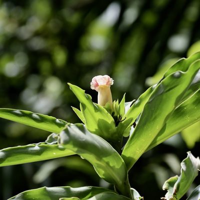 Costus guanaiensis, photographed by Aitor