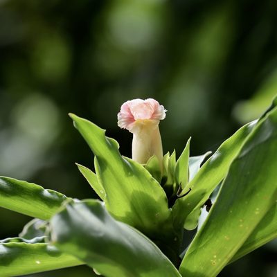 Costus guanaiensis, photographed by Aitor