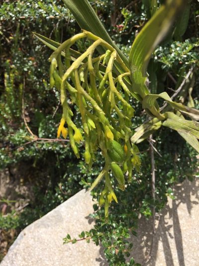 Epidendrum frutex, photographed by nevwright