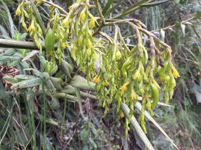 Epidendrum frutex, photographed by nevwright