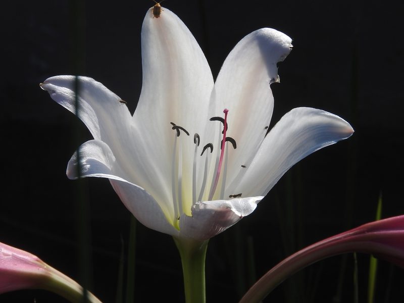 Crinum paludosum, photographed by Francesco Cecere