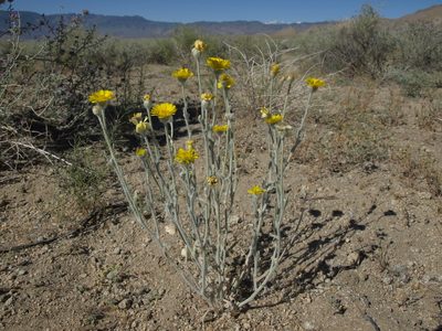 Baileya pleniradiata, photographed by Jim Morefield