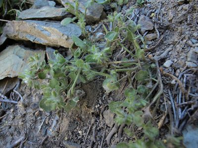 Phacelia cryptantha, photographed by Jim Morefield