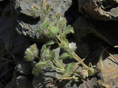 Phacelia cryptantha, photographed by Jim Morefield