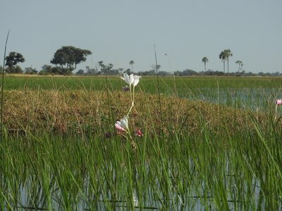 Crinum paludosum, photographed by Francesco Cecere
