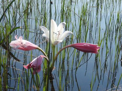 Crinum paludosum, photographed by Francesco Cecere