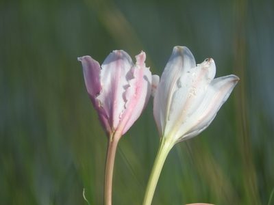 Crinum paludosum, photographed by Francesco Cecere
