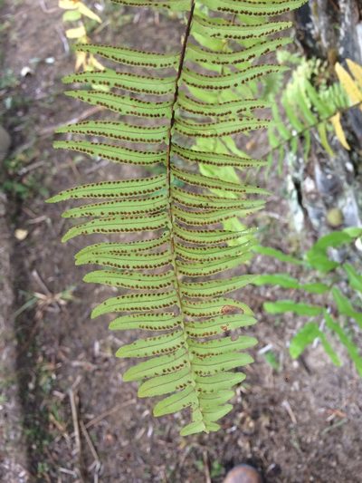 Nephrolepis rivularis, photographed by B. Phalan