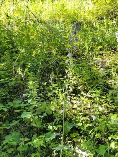 Delphinium exaltatum, photographed by Daniel McClosky