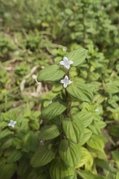 Spermacoce hispida, photographed by Siddarth Machado