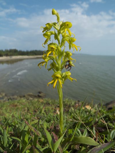 Habenaria marginata, photographed by Siddarth Machado