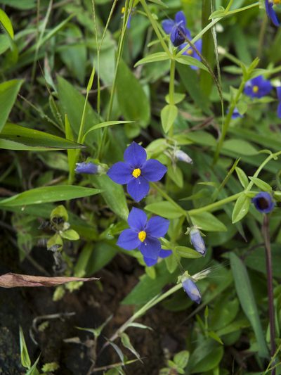 Exacum pumilum, photographed by Siddarth Machado