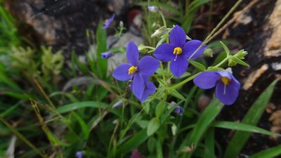 Exacum pumilum, photographed by Siddarth Machado