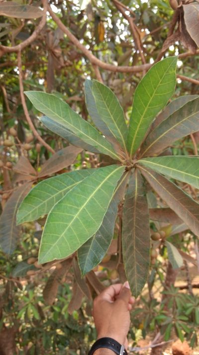 Holigarna arnottiana, photographed by Siddarth Machado