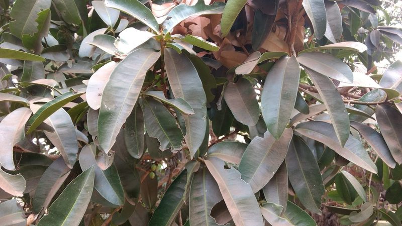 Mammea suriga, photographed by Siddarth Machado