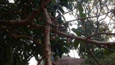 Mammea suriga, photographed by Siddarth Machado