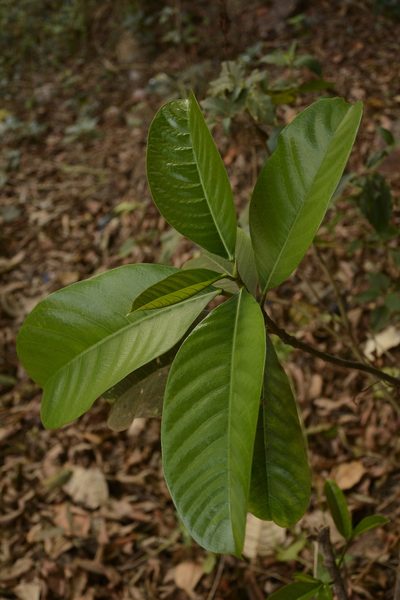 Ficus callosa, photographed by Siddarth Machado