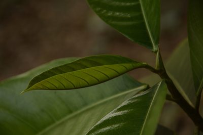 Ficus callosa, photographed by Siddarth Machado