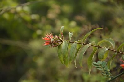Woodfordia fruticosa, photographed by Siddarth Machado