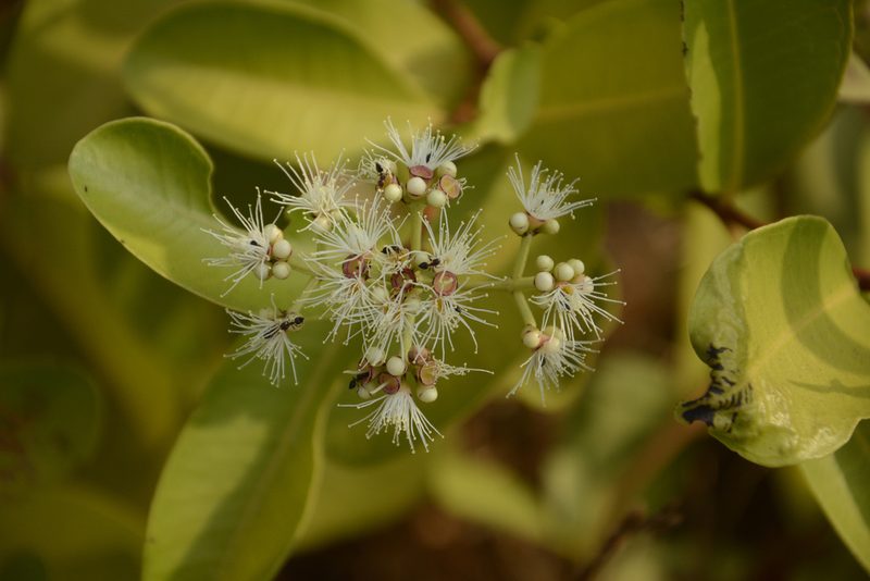Syzygium calophyllifolium, photographed by Siddarth Machado
