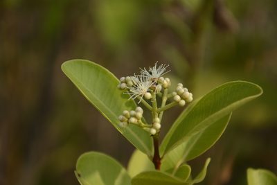 Syzygium calophyllifolium, photographed by Siddarth Machado