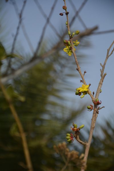 Ochna lanceolata, photographed by Siddarth Machado