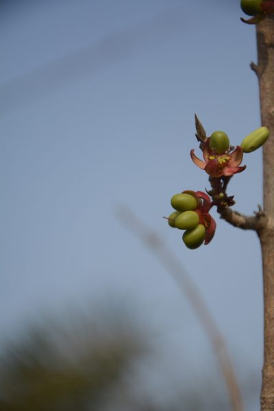 Ochna lanceolata, photographed by Siddarth Machado