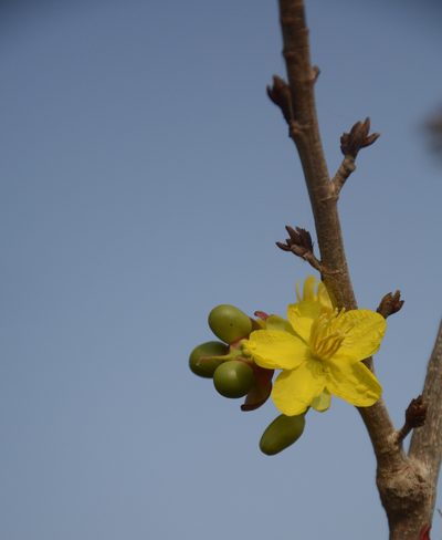 Ochna lanceolata, photographed by Siddarth Machado