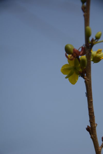 Ochna lanceolata, photographed by Siddarth Machado