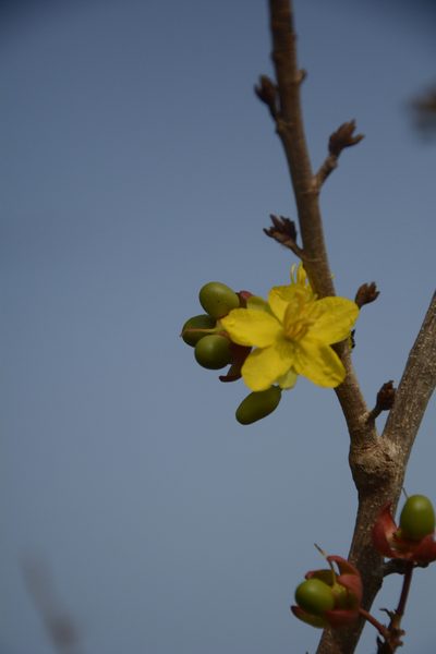 Ochna lanceolata, photographed by Siddarth Machado
