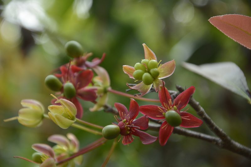Ochna lanceolata, photographed by Siddarth Machado