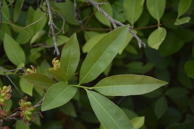 Ochna lanceolata, photographed by Siddarth Machado