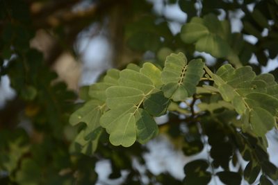 Dalbergia horrida, photographed by Siddarth Machado