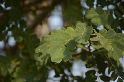 Dalbergia horrida, photographed by Siddarth Machado