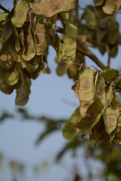 Dalbergia horrida, photographed by Siddarth Machado