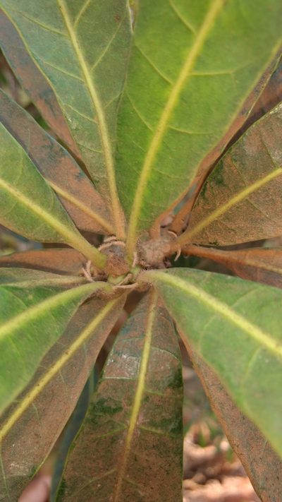 Holigarna arnottiana, photographed by Siddarth Machado