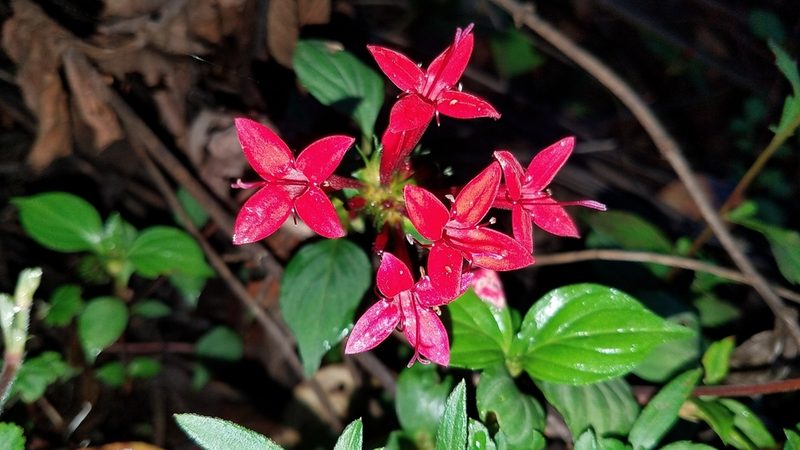 Crusea coccinea, photographed by Alan Rockefeller