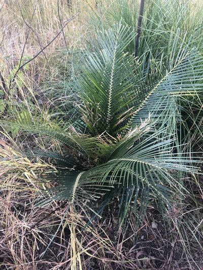 Macrozamia macleayi, photographed by Tony Eales