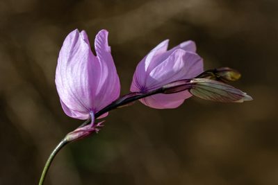 Ixia micrandra, photographed by magriet b