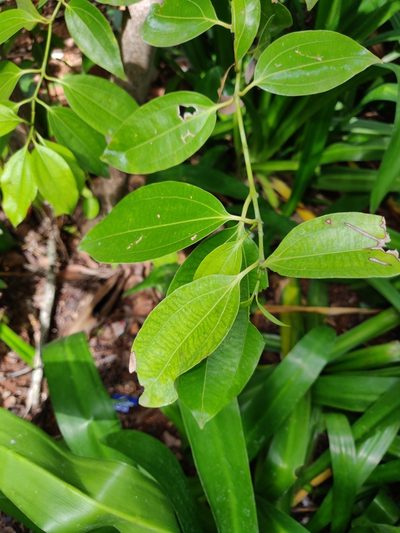 Cinnamomum verum, photographed by Rohit Naniwadekar